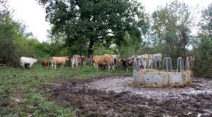 Diverses vaques al voltant d'una menjadora plena de palla que estava reservada per passar l'hivern