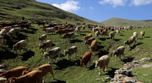 Les vaques que han passat l'estiu a la muntanya de Llessui es dirigeixen cap a casa