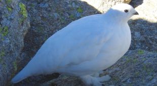 Una perdiu blanca fotografiada al Ripollès