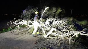 Un arbre caigut a l'N-340a a Aldea (Baix Ebre)