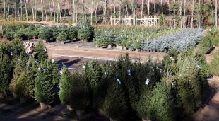 Estesa d'arbres de Nadal als vivers Can Jover de Sant Miquel de Cladells