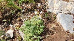 Un exemplar de la 'Thalictrum foetidum' localitzada en una zona que limita amb el Parc Natural del Cadí-Moixeró