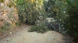vies verdes, temporal, vegetació