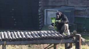 Un ximpanzé de la Fundació Mona alimentant-se