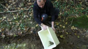 alliberament, cranc, riu, Olot