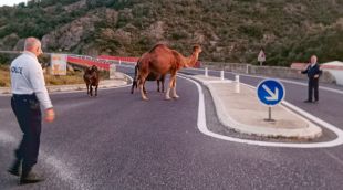 Algun dels bous i el dromedari que es van escapar del centre del Pertús