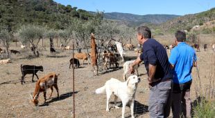 Els ramaders que van ajudar l'Antonio a baixar el ramat des de Portbou