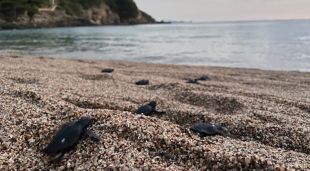 Les tortugues nascudes a Begur
