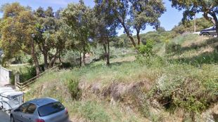 cadavers, arbre, descomposats, lloret