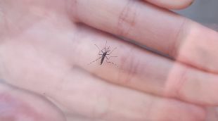 L'exemplar de mosquit tigre a Ripoll