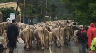 Un ramat de vaques per Terrades, el 2020