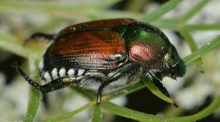Exemplar d'escarabat japonès (Popillia japonica)