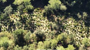 Les plantes de marihuana que es van trobar els Mossos a les Gavarres