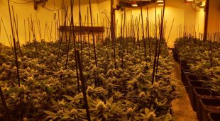 Una de les plantacions de Marihuana que els Mossos d'Esquadra i la Policia Local de Vidreres han desmantellat al municipi