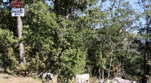 Un cartell que anuncia que és una àrea privada de caça amb vaques pasturant al fons