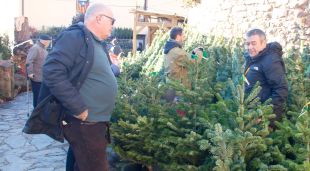 Un visitant mirant una parada d'avets a Espinelves