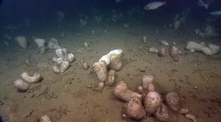 Esponges de mar en el marc del projecte de recerca H2020 SponGES