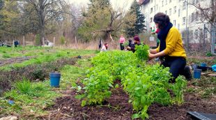 Un hort urbà a Berlín