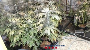 Una de les estances amb plantes de marihuana a la casa de Sant Julià de Ramis