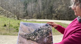 Fa 50 anys el bosc presentava l'aspecte de la fotografia i ara està densament poblat d'arbres