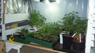 cultiu, marihuana, palafrugell
