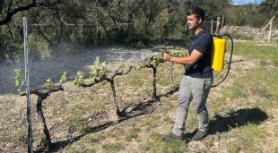 Aplicació del producte en una vinya d'Agullana, aquest matí