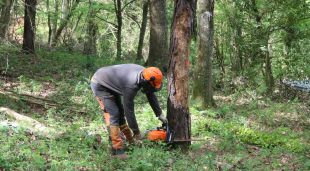 Un operari treballant en la tala d'un arbre a la Vall de Bianya
