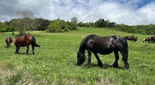 Una finca d'eugues a la Vall de Camprodon