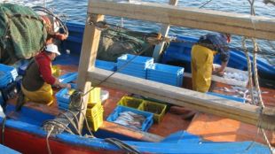 pescadors, palamós, feinejant