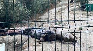 Alguns porcs morts en descomposició estirats en un marge d'una granja de Cantallops