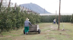 Inici de la collita en un camp de pomes del Baix Empordà