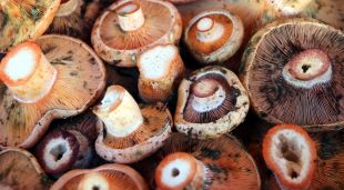 Rovellons, un dels bolets més demanats