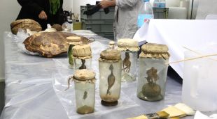 Alguns dels animals conservats en pots de vidre de la col·lecció Bolòs