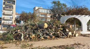 La tala d'arbres que ha aixecat les queixes dels veïns