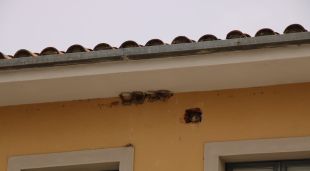 Els nius d'orenetes trencats a l'Ajuntament de Quart