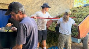 Treballadors de la finca de Rabós comencen la verema