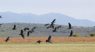 Exemplars d'ibis ermitans sobrevolen l'Empordà després d'arribar dins del projecte de migració assistida Waldrapp Team