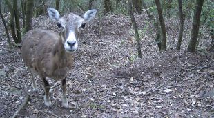 Un animal mirant a la càmera del foto trampeig