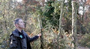 Jordi Tornés, cap de l'àrea bàsica de la Selva del Cos d'Agents Rurals, amb dos arbres tallats