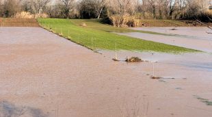 Un dels camps que han quedat inundats al Baix Ter