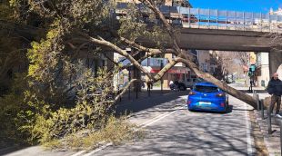 Un arbre caigut a la Ronda de Ferran Puig de Girona, aquest matí