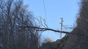 Una imatge d'un arbre caigut a causa de les fortes ventades