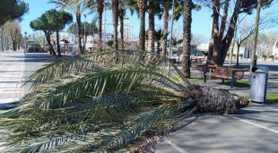 Una palmera caiguda a Platja d'Aro (arxiu)