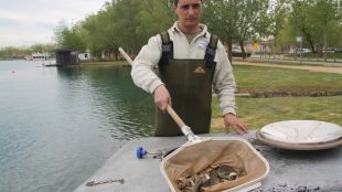 estany, peixos