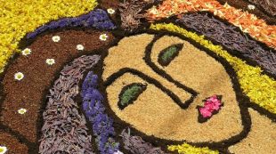 catifa, flors