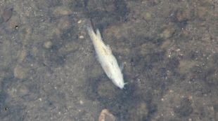 peixos, morts, sal