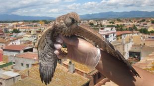xoriguer, ocell, castelló