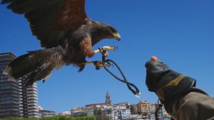 falcó, palamós