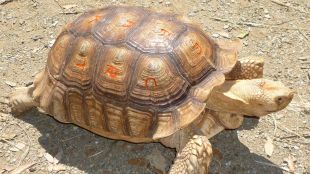 tortuga, albera