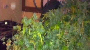 marihuana, pis, figueres